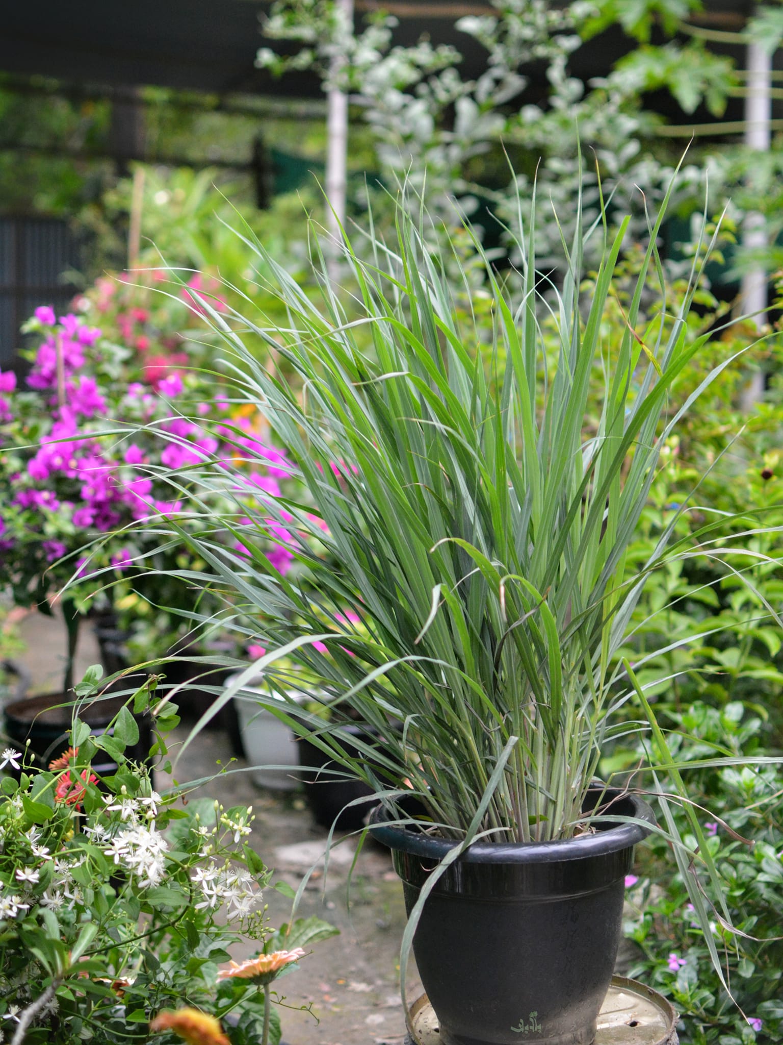 Potted Plants That Repel Mosquitoes