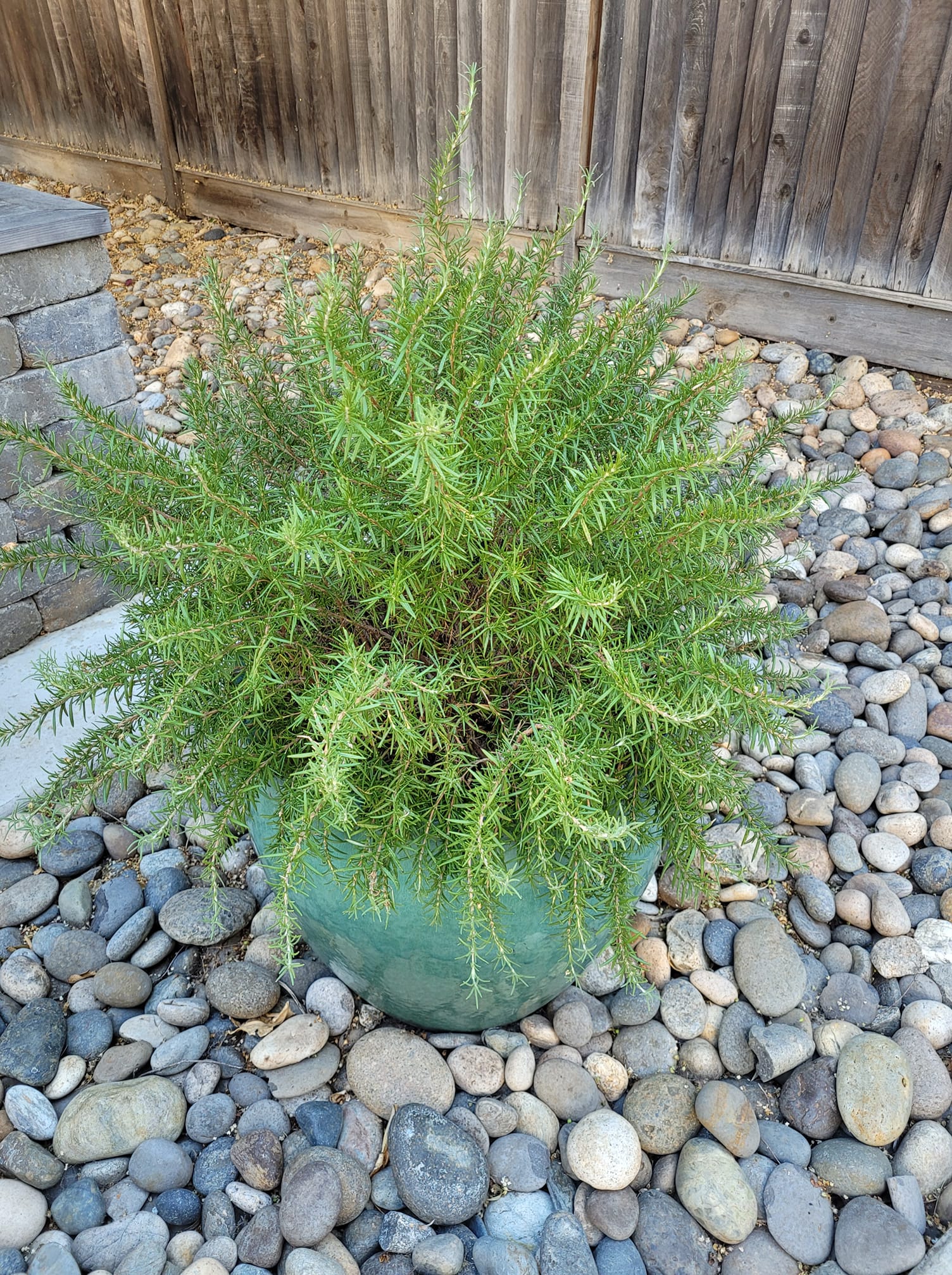 plants that repel mosquitoes and flies