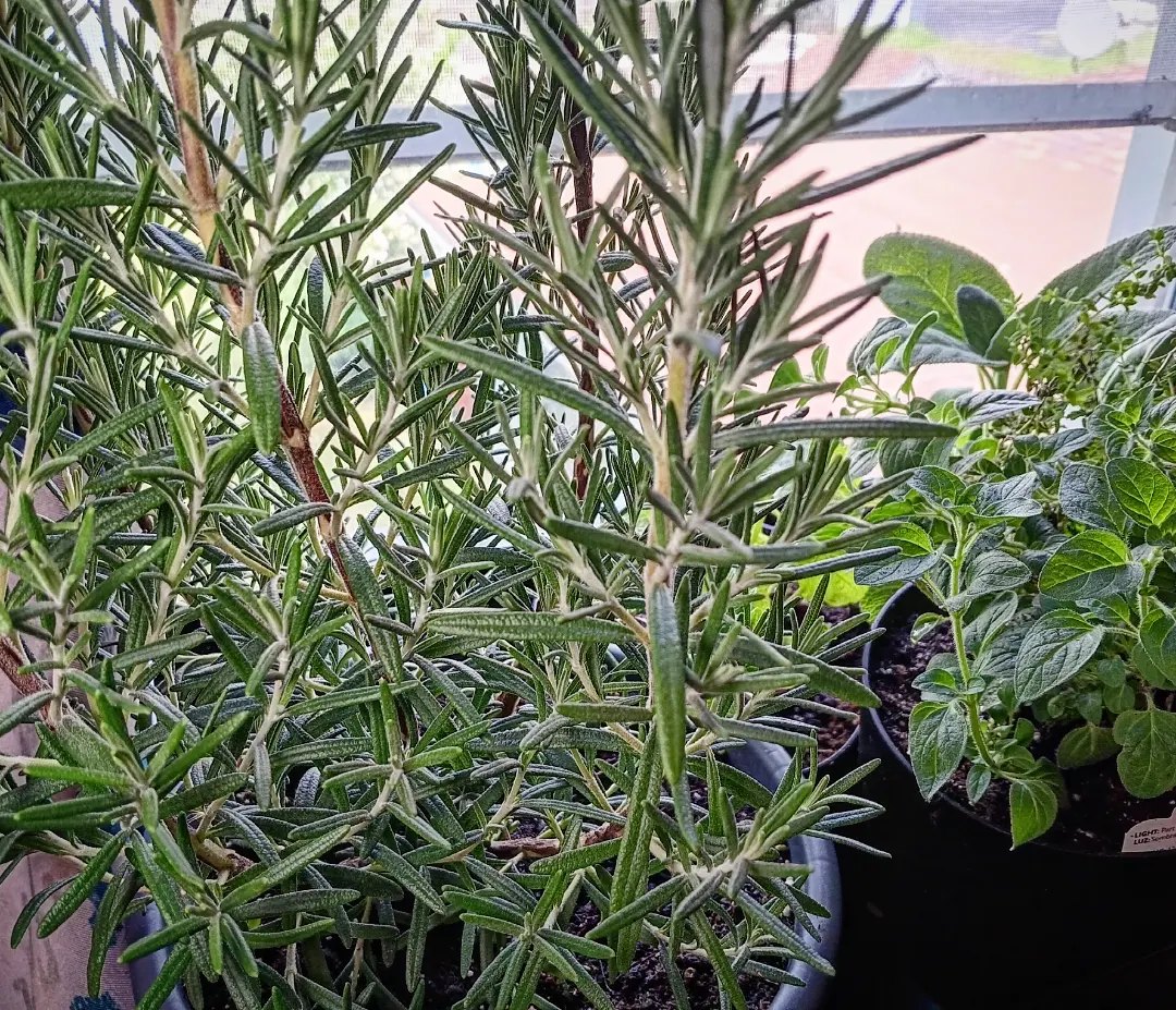 Potted Plants That Repel Mosquitoes