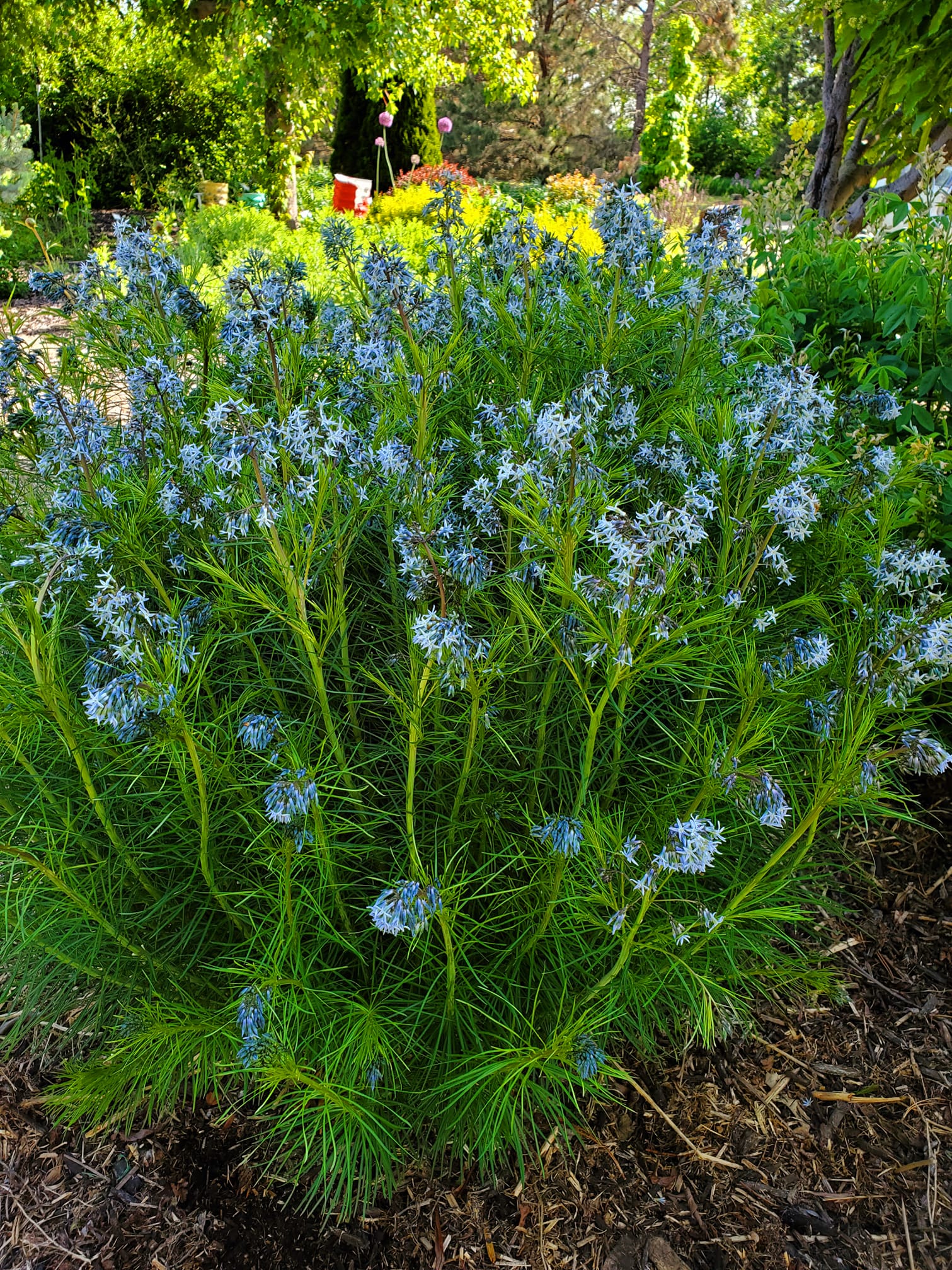 low maintenance border plants
