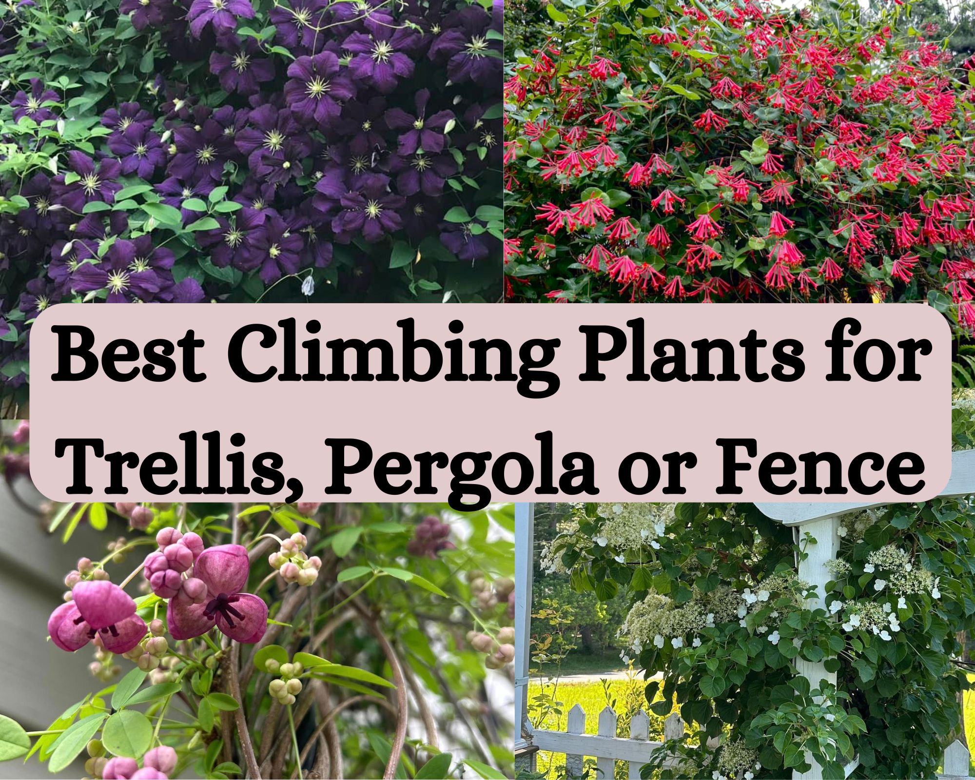  Best Climbing Plants for Your Trellis or Pergola