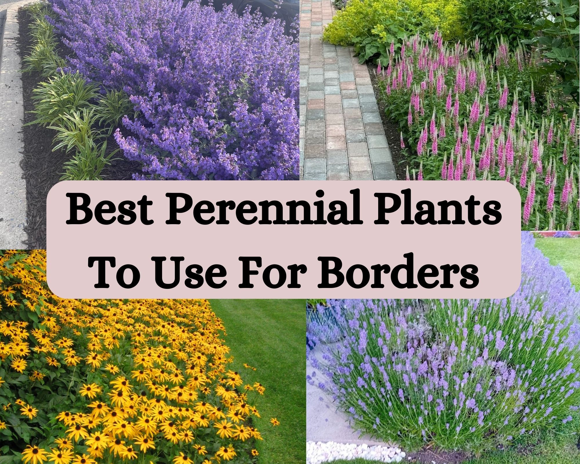 Best Perennial Plants To Use For Borders