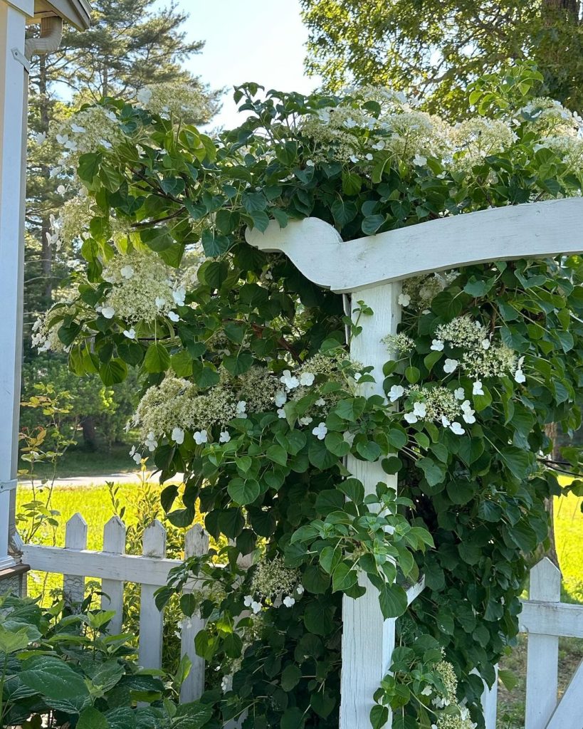 Best perennial climbing plants for trellis
