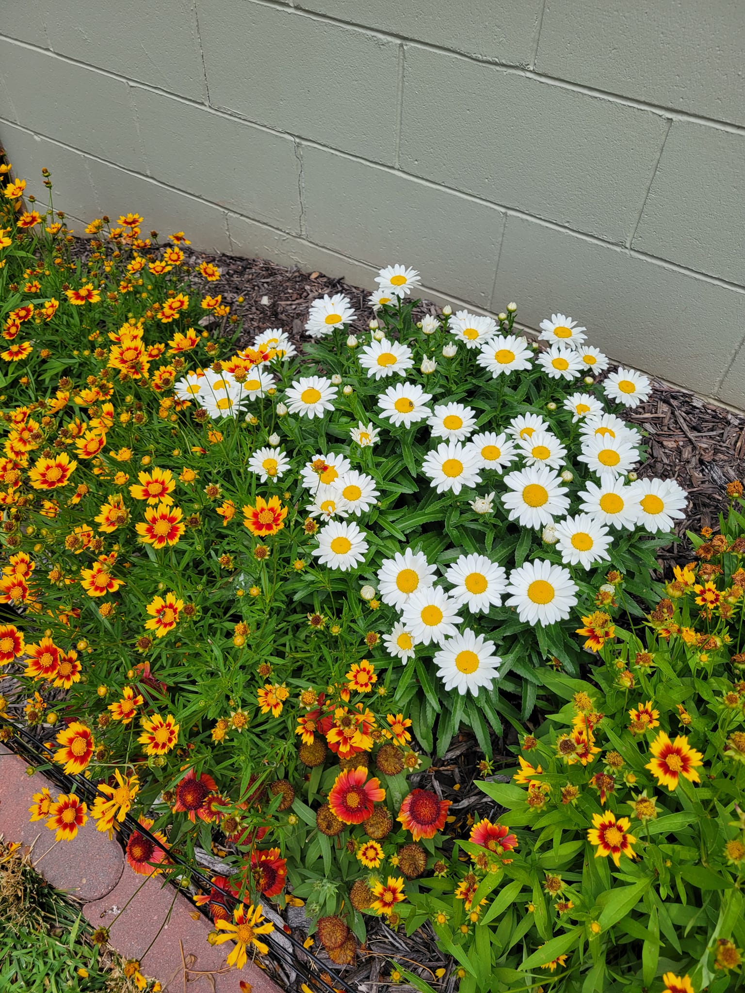 Low maintenance garden border ideas