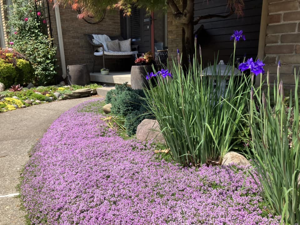low maintenance border plants