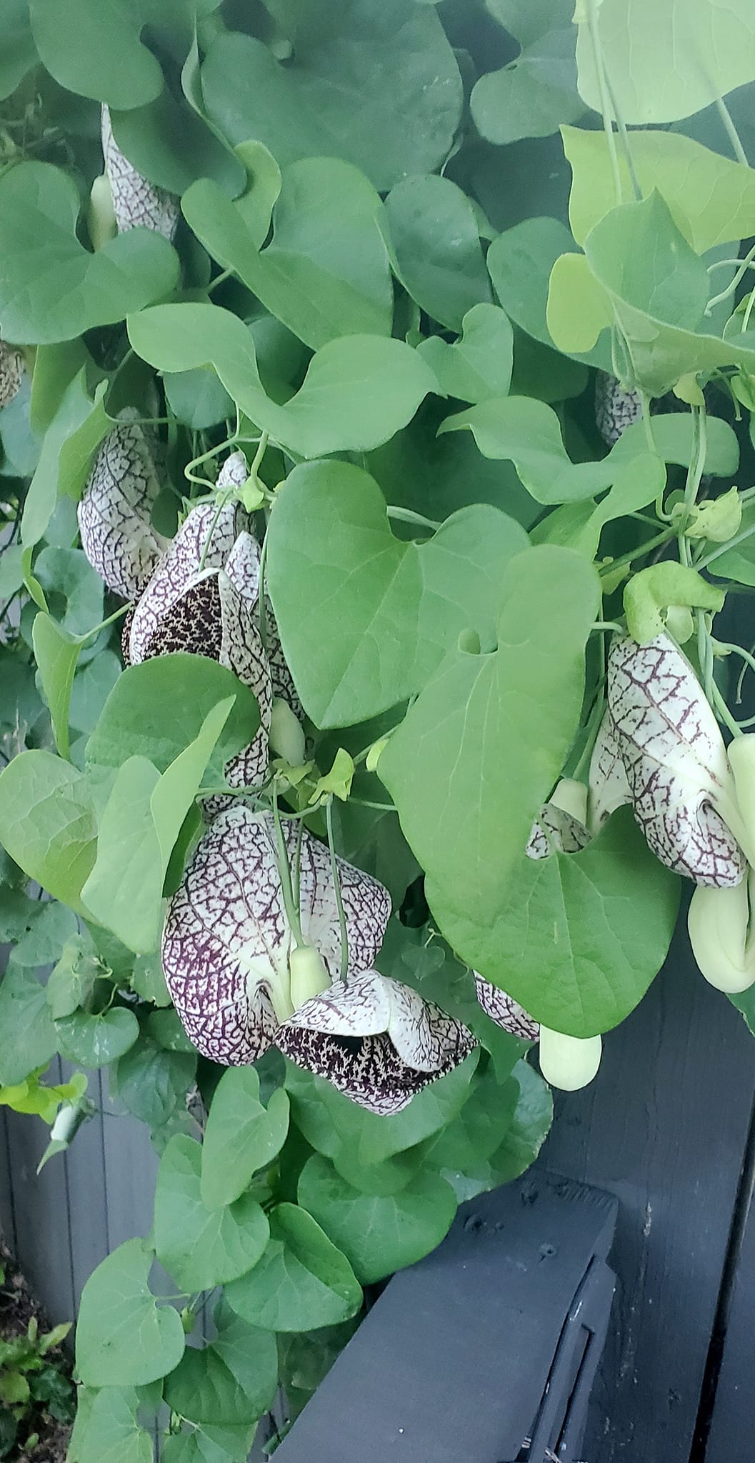  Best Climbing Plants for Your Trellis or Pergola