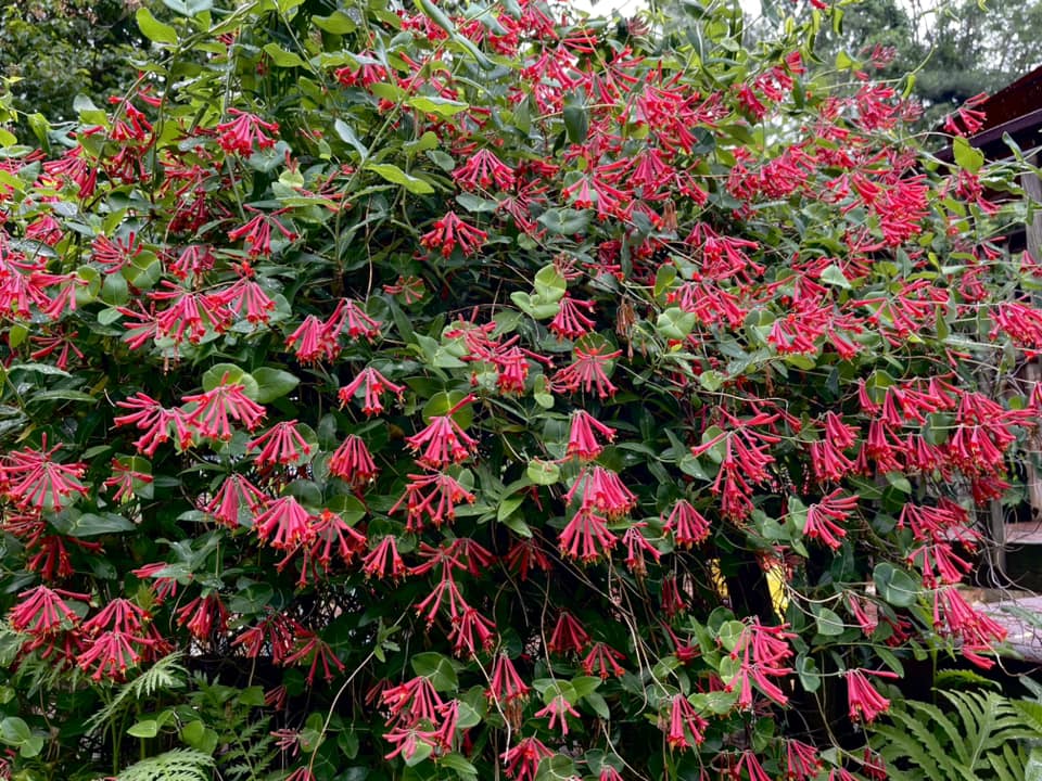 climbing plants for trellis in shade
