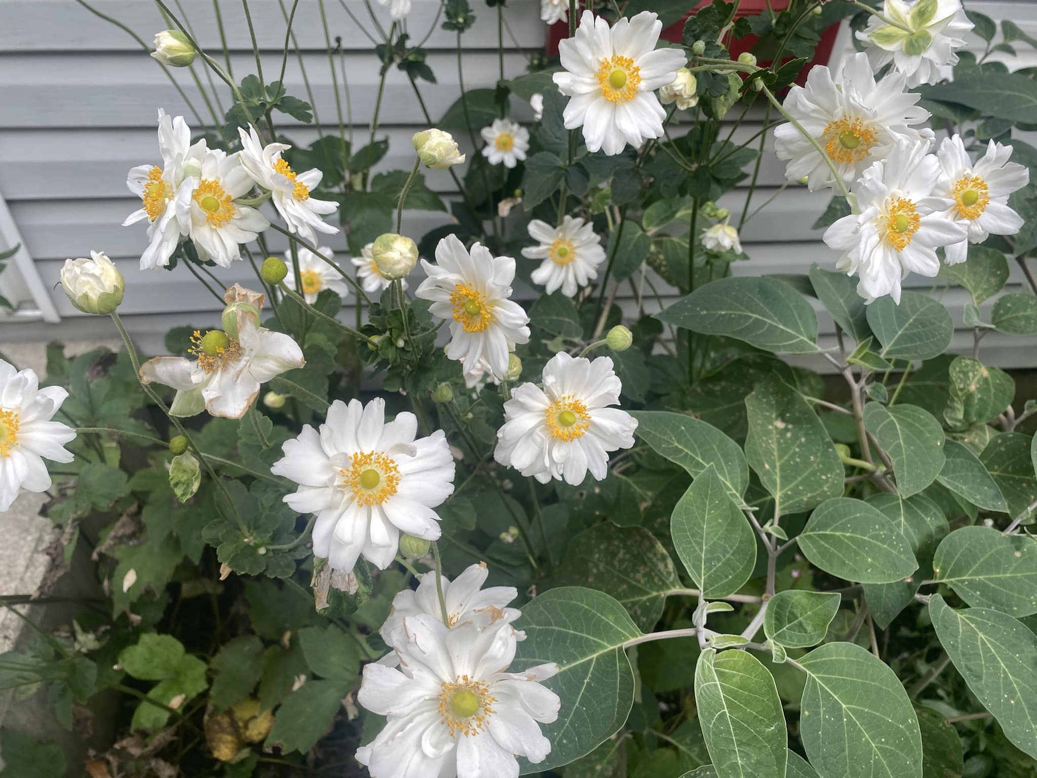 Garden border planting ideas