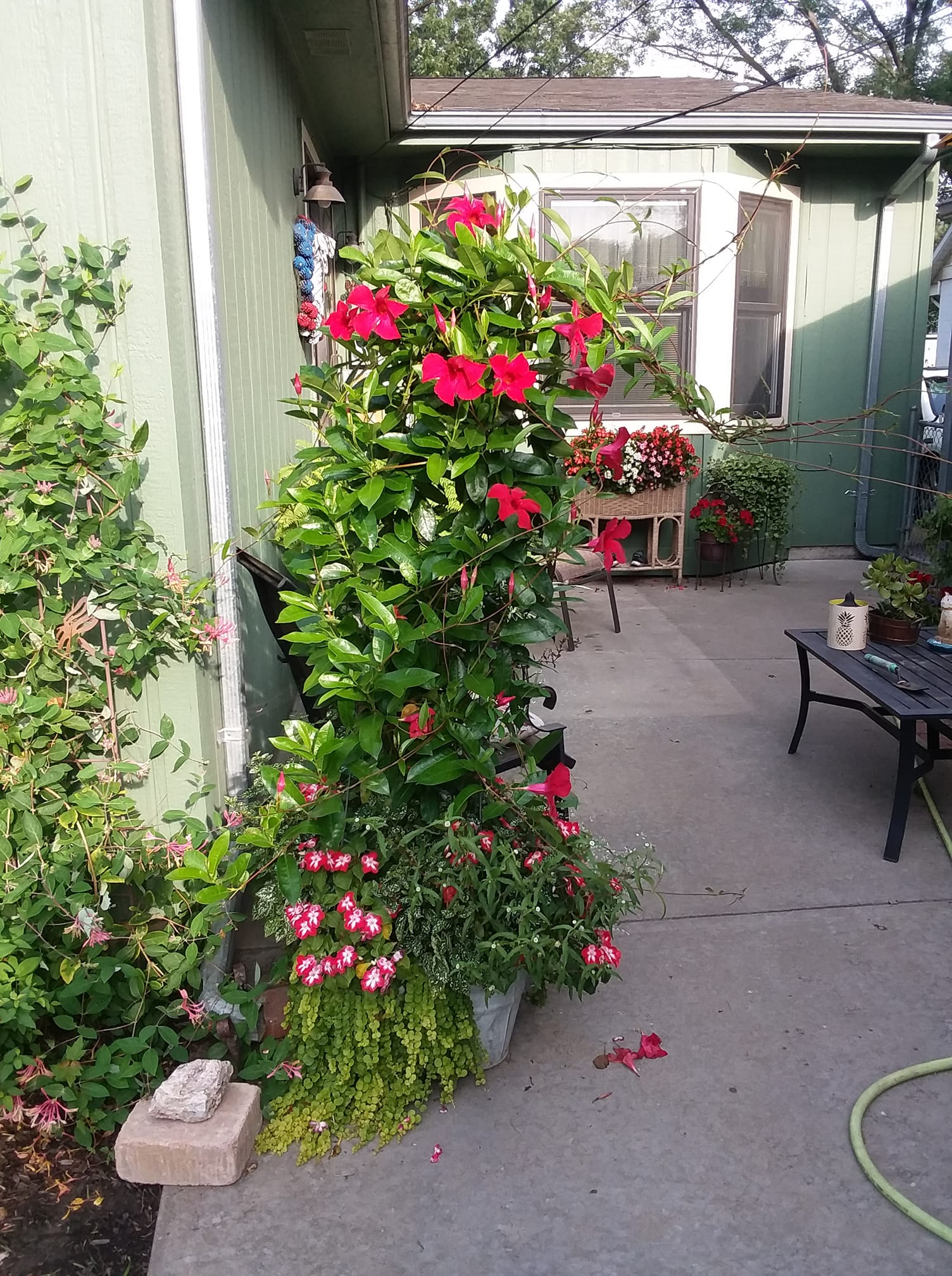 Small climbing plants for your trellis or pergola in pots