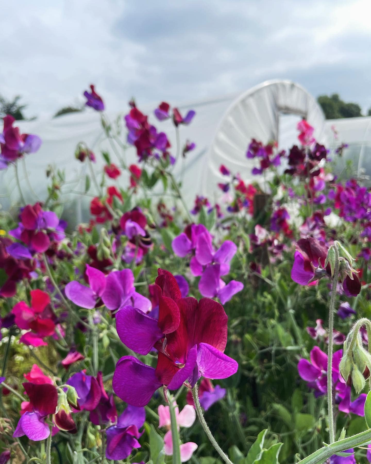 Climbing Plants for Your Trellis or Pergola