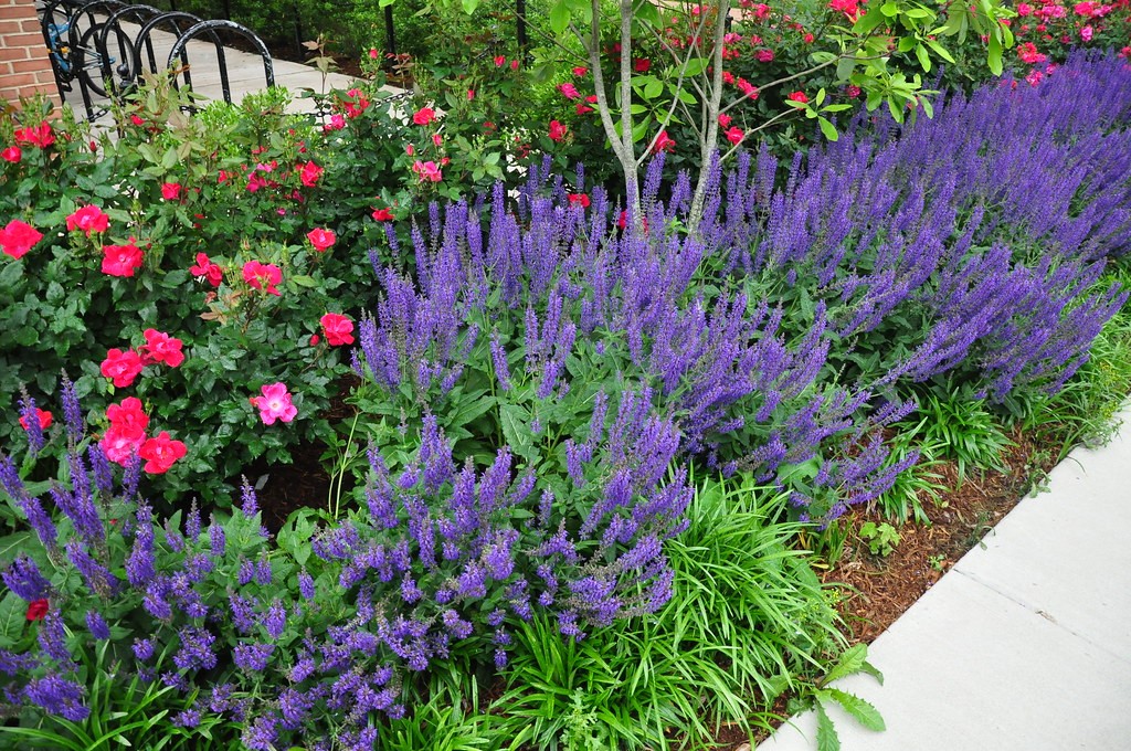 All year round plants for borders