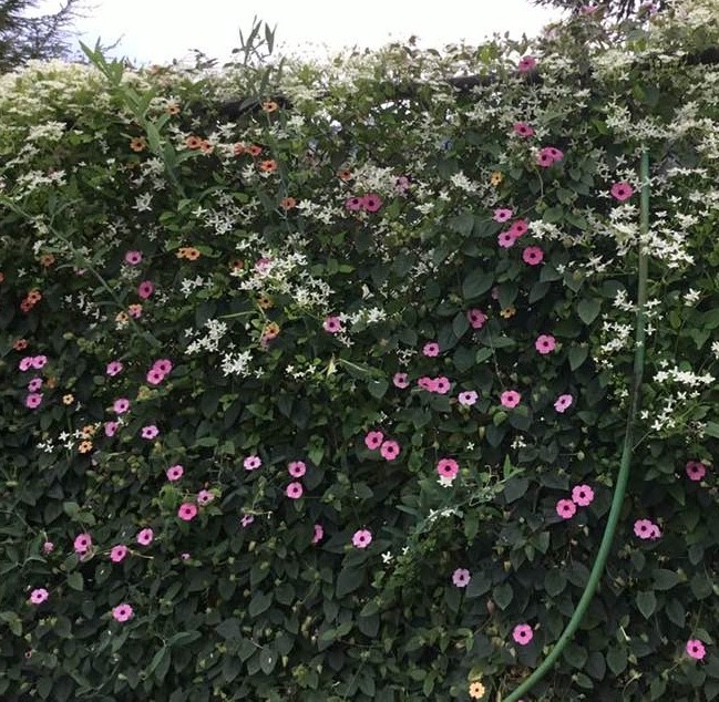 best perennial climbing plants for trellis
