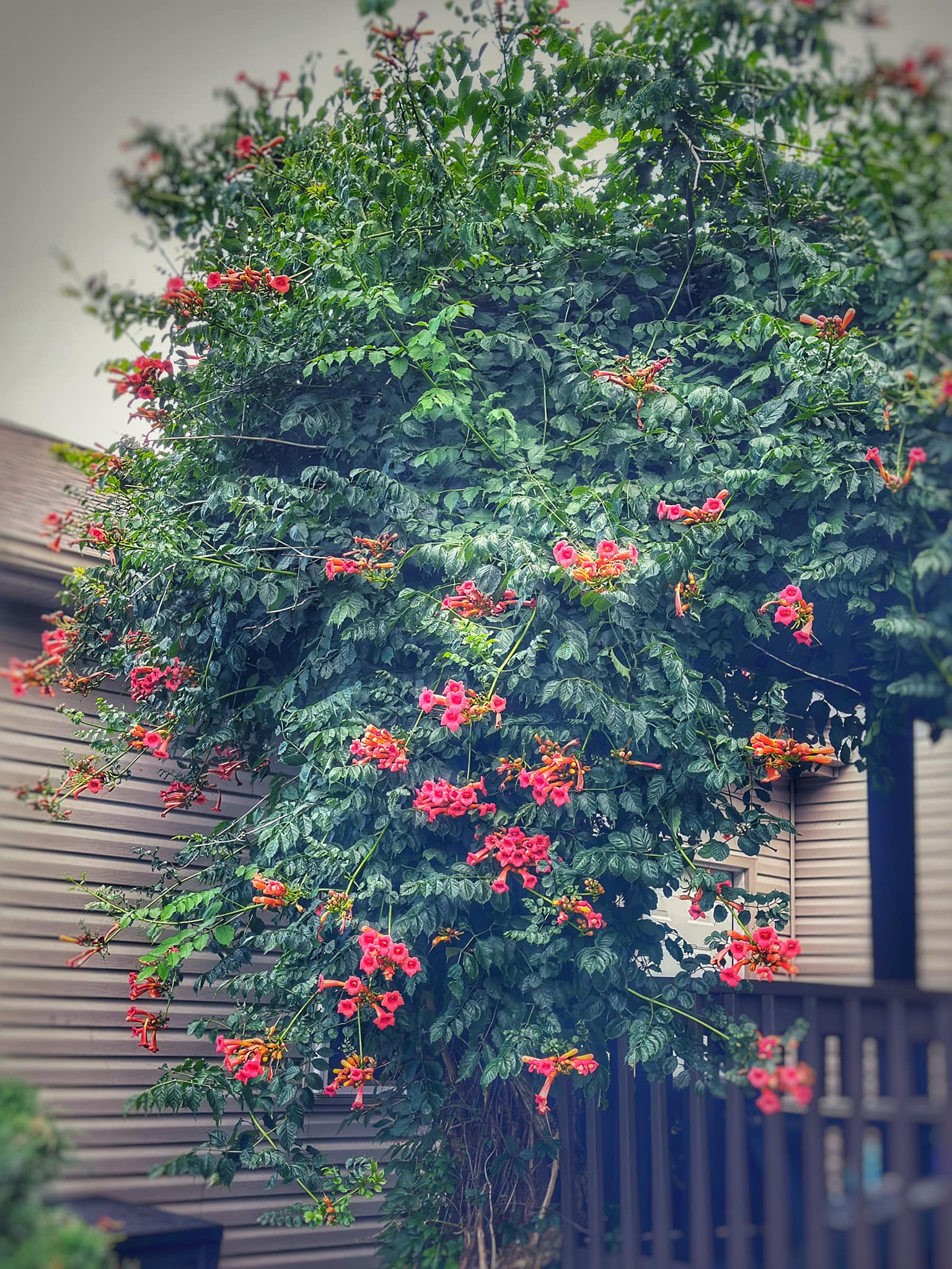 Low maintenance climbing plants