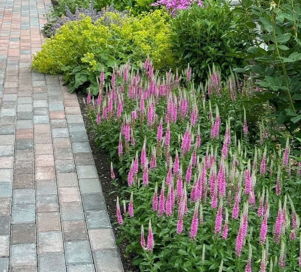 low-maintenance driveway border plants