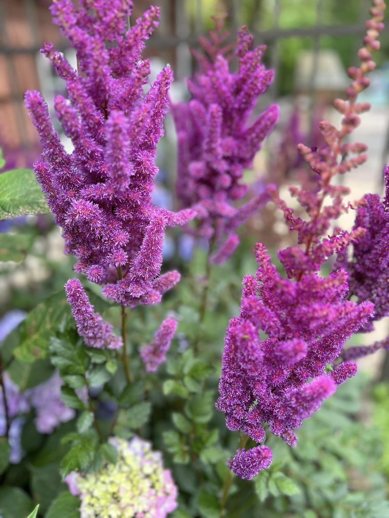 Low maintenance perennial plants to use for borders
