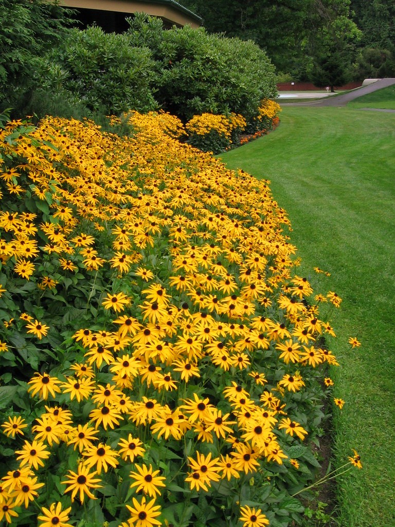 Perennial Plants To Use For Borders