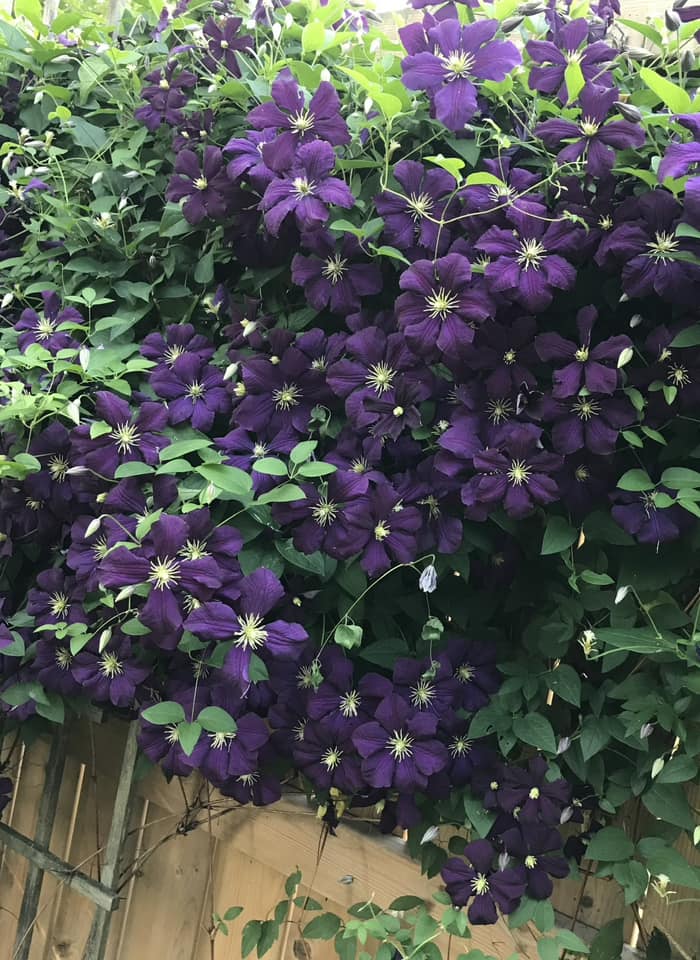 Best Climbing Plants for Trellis, Pergola, or Fence