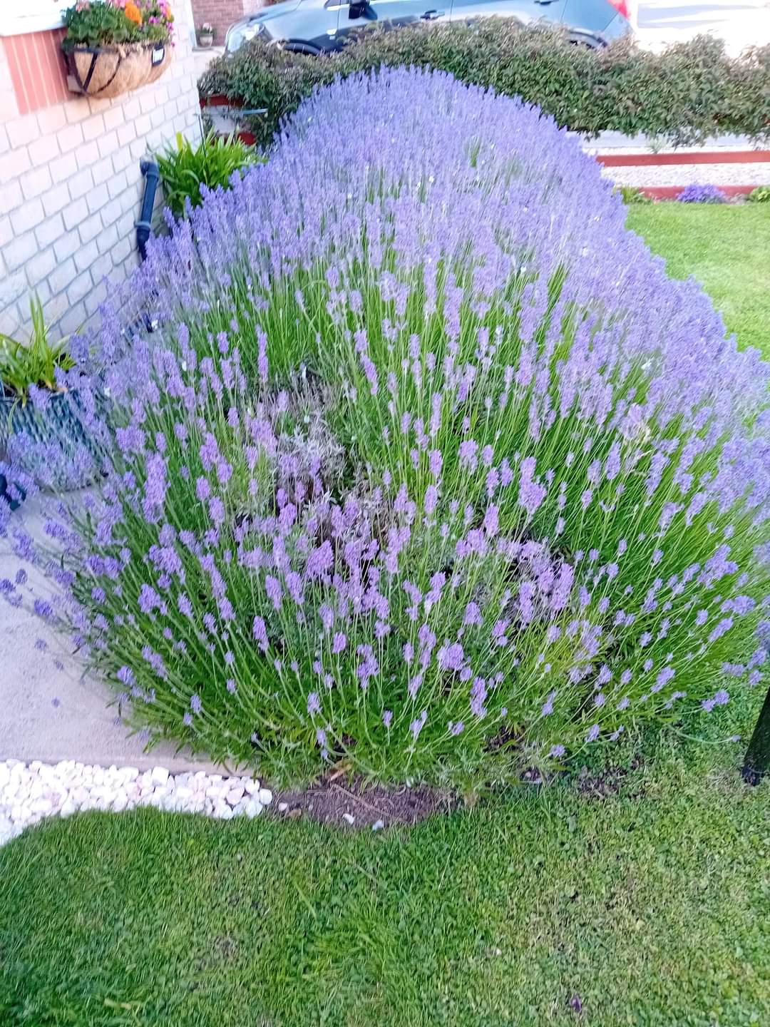 Perennial Plants To Use For Borders