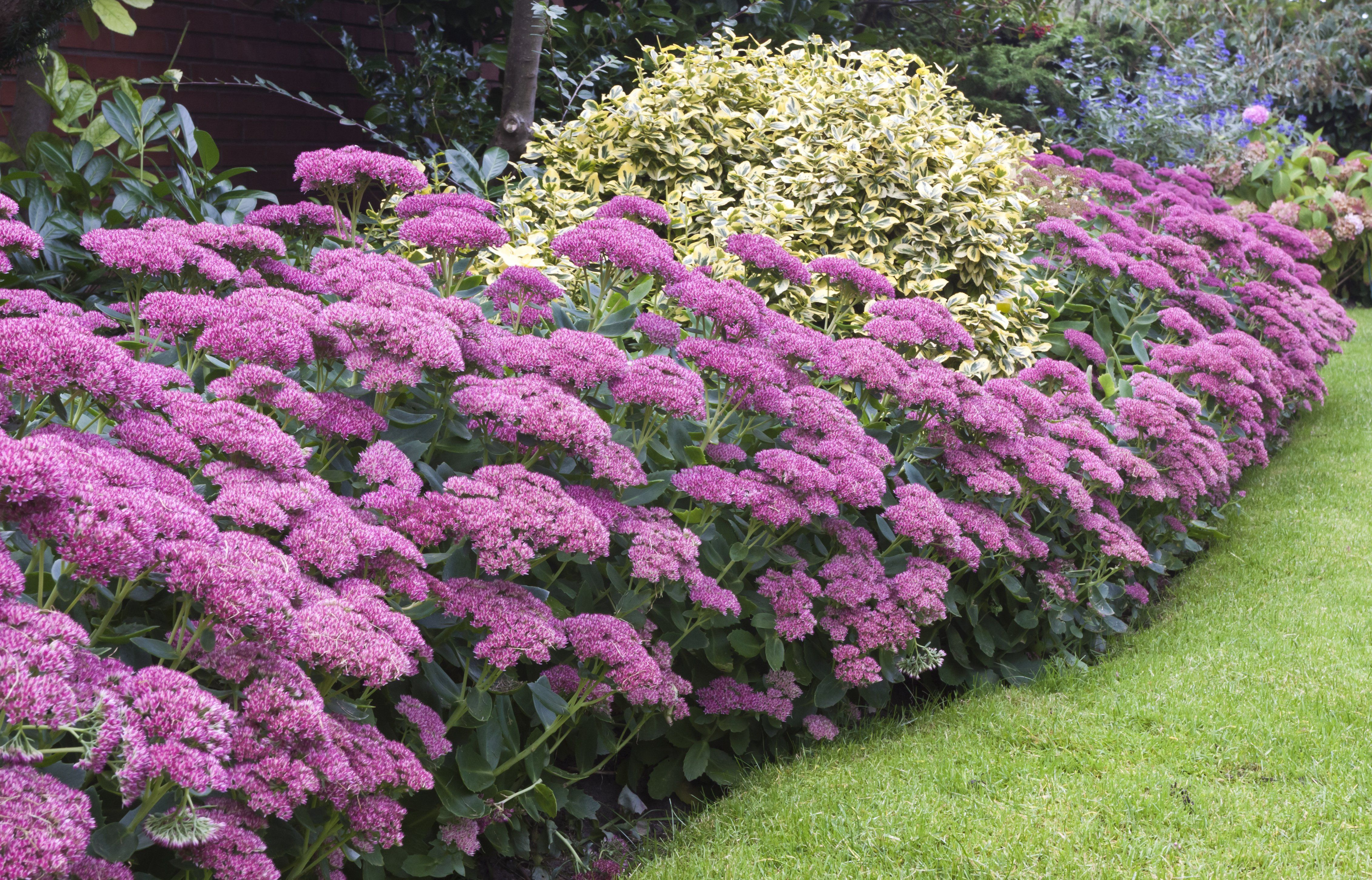 best border plants for all year colour
