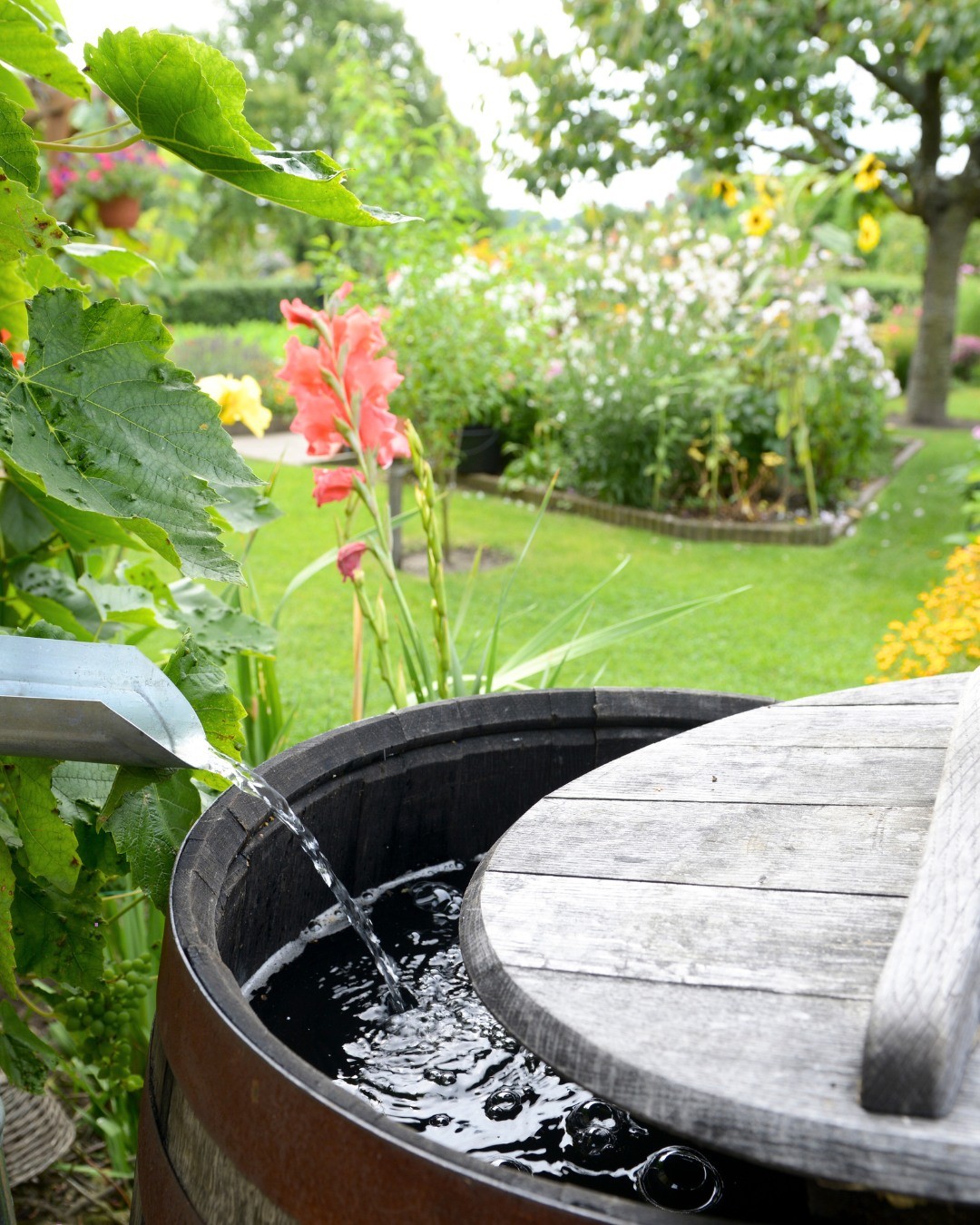 Simple Xeriscape Ideas On A Budget