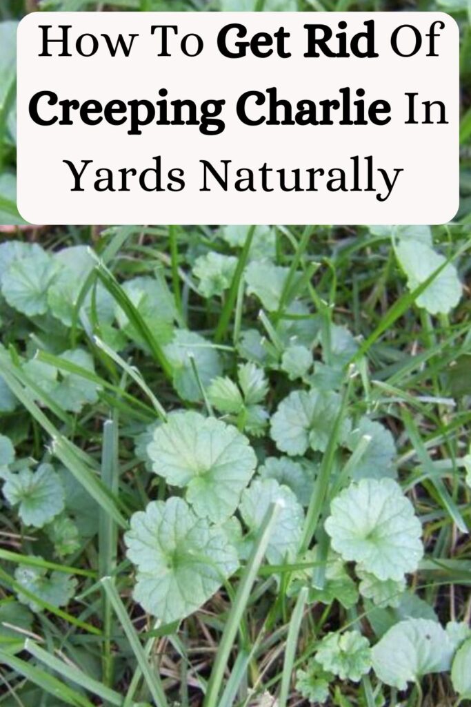 How to Get Rid of Creeping Charlie in Lawn and Garden