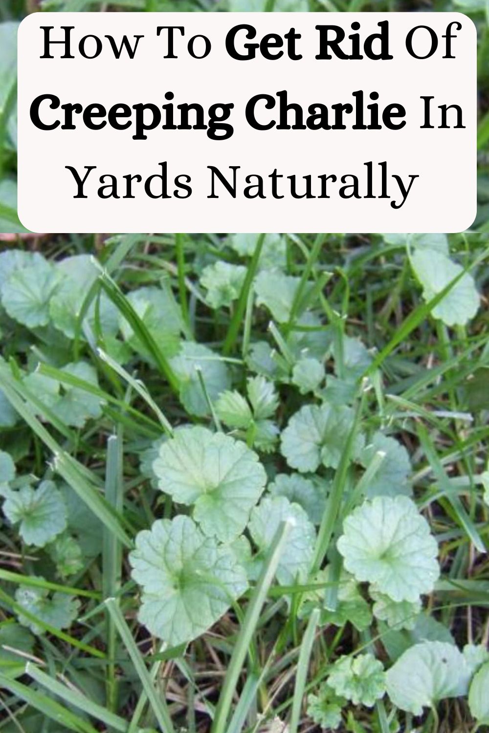 How To Get Rid Of Creeping Charlie In Yards Naturally