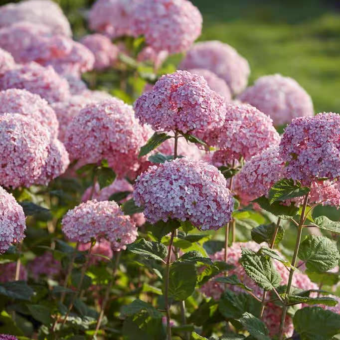 Endless Summer hydrangea full sun