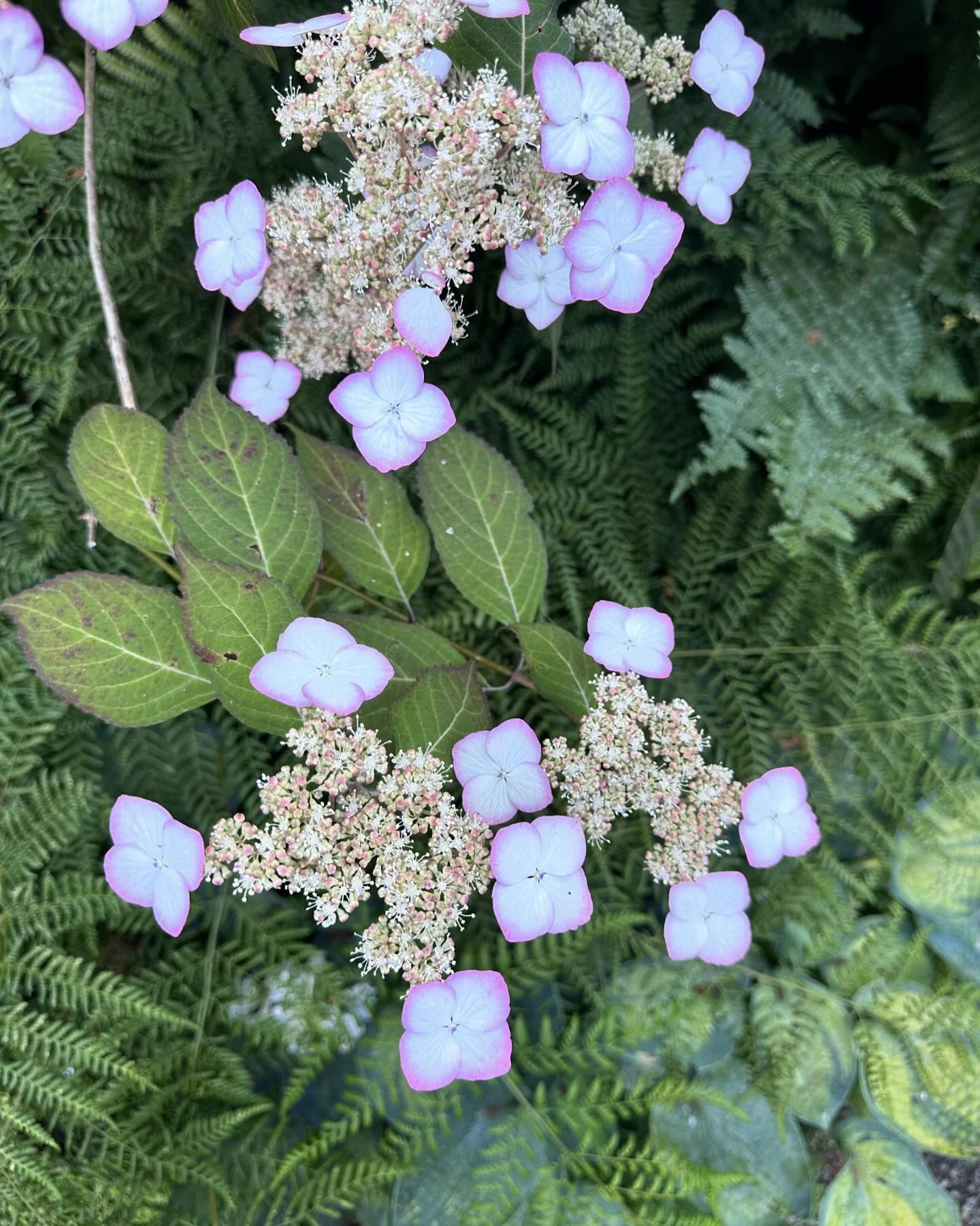 Best Hydrangeas For Full Sun
