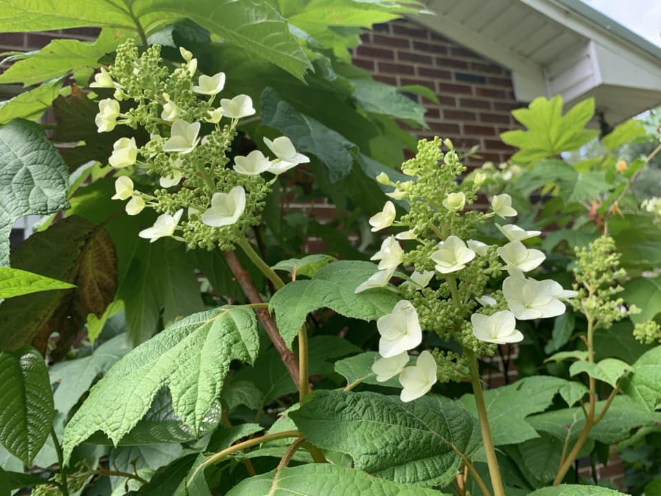 Limelight hydrangea full sun