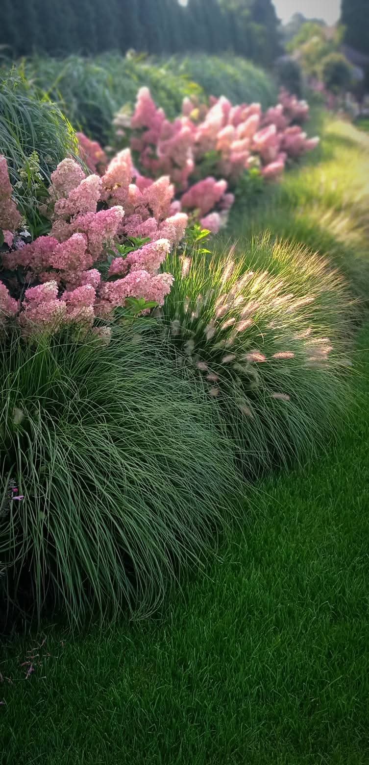 Hydrangeas For Full Sun