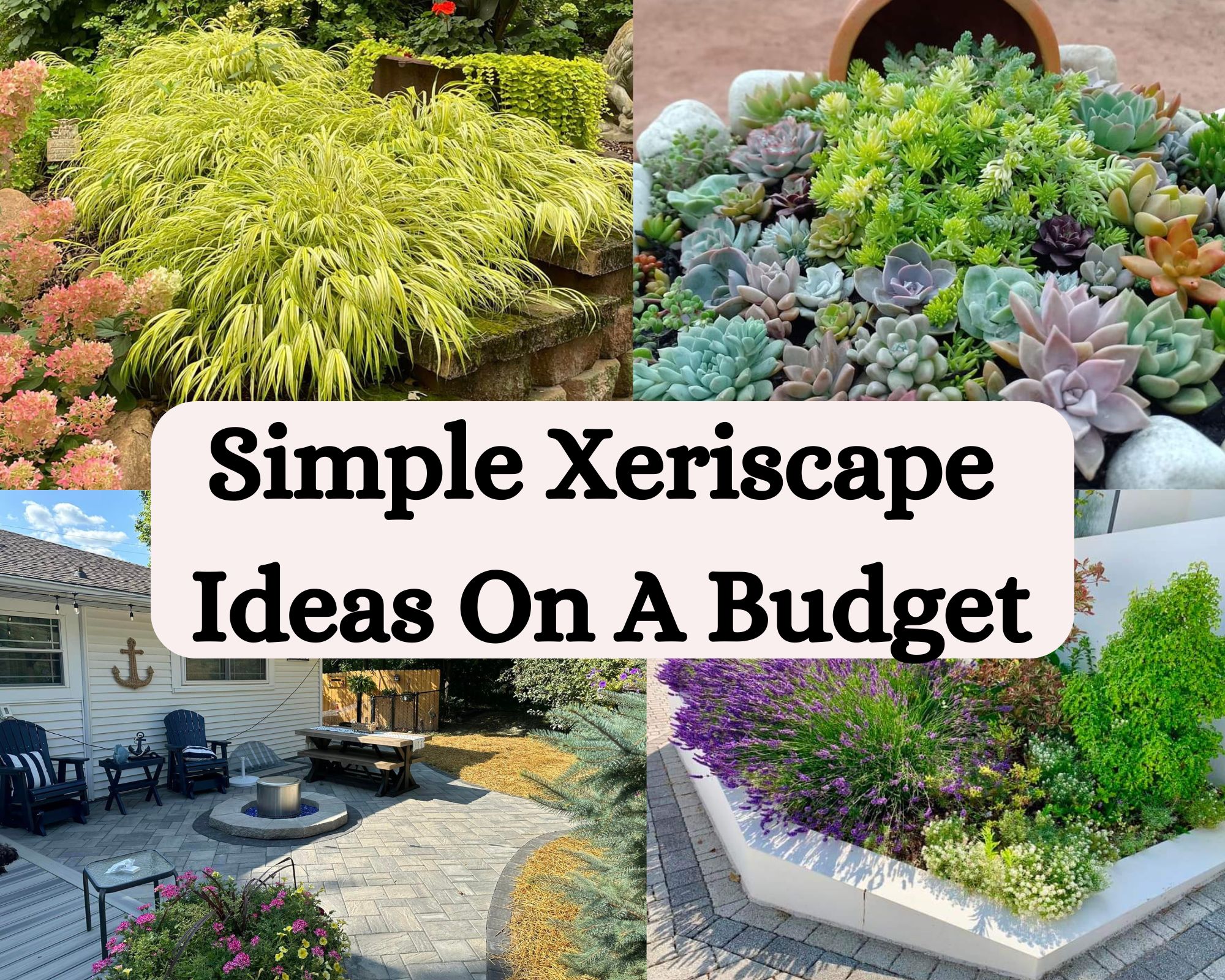Simple Xeriscape Ideas On A Budget