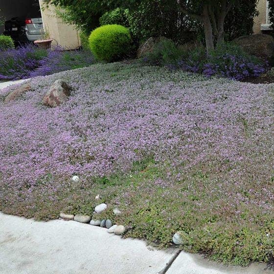 Simple Xeriscape Ideas On A Budget