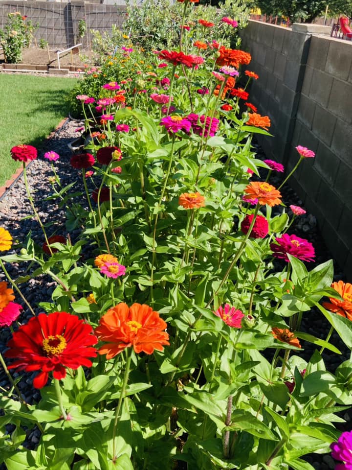 Simple Xeriscape Ideas On A Budget