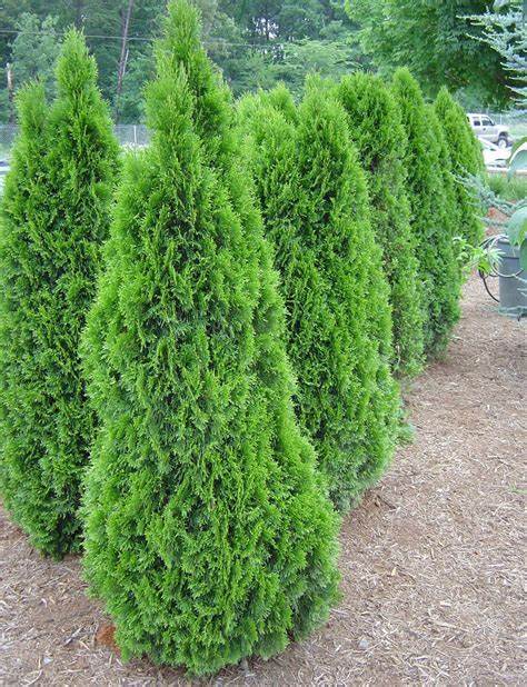 low maintenance bushes for front of house full sun