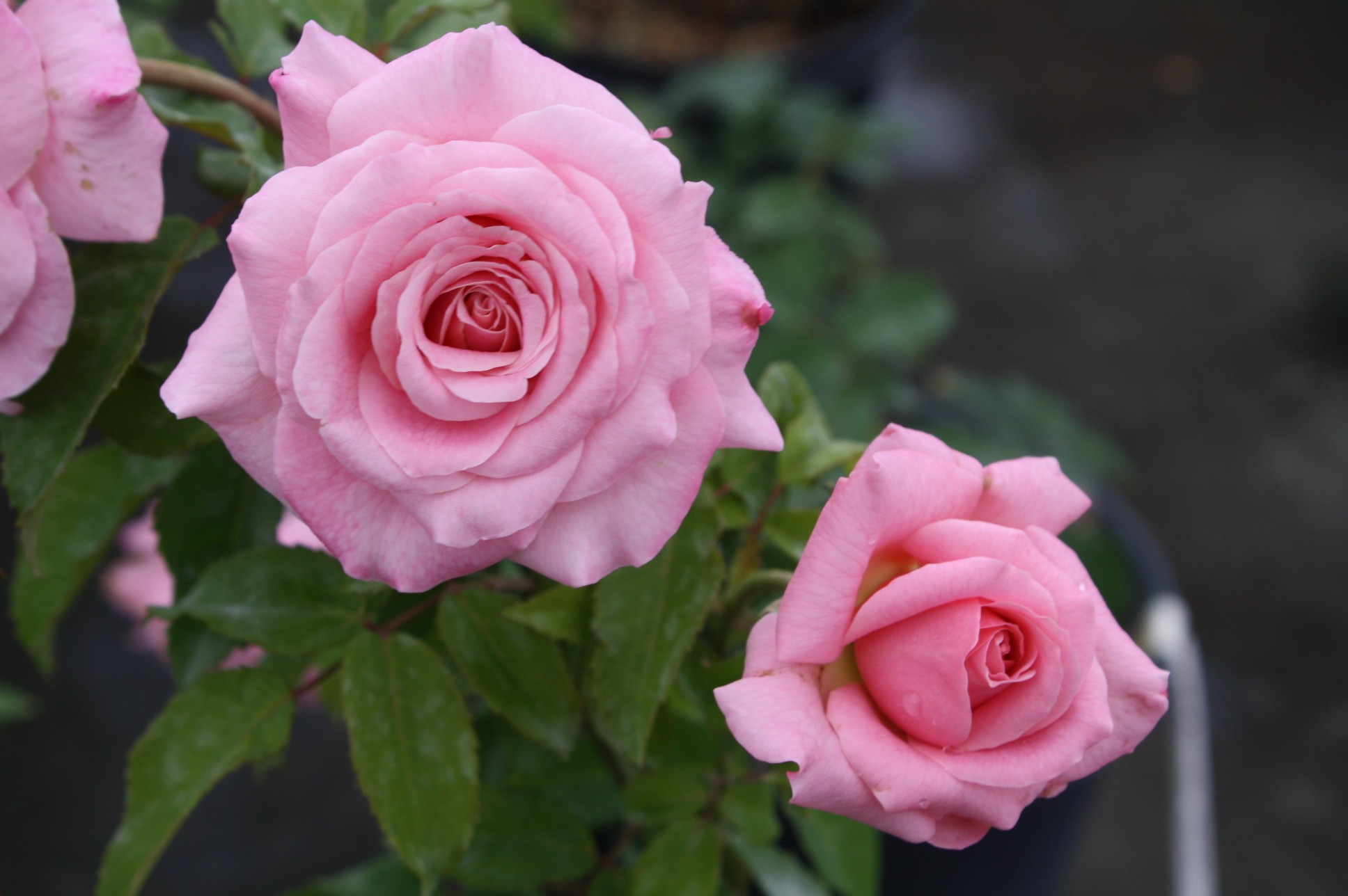 Disease resistant roses