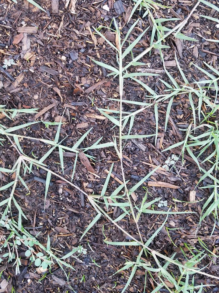 How To Get Rid Of Bermuda Grass