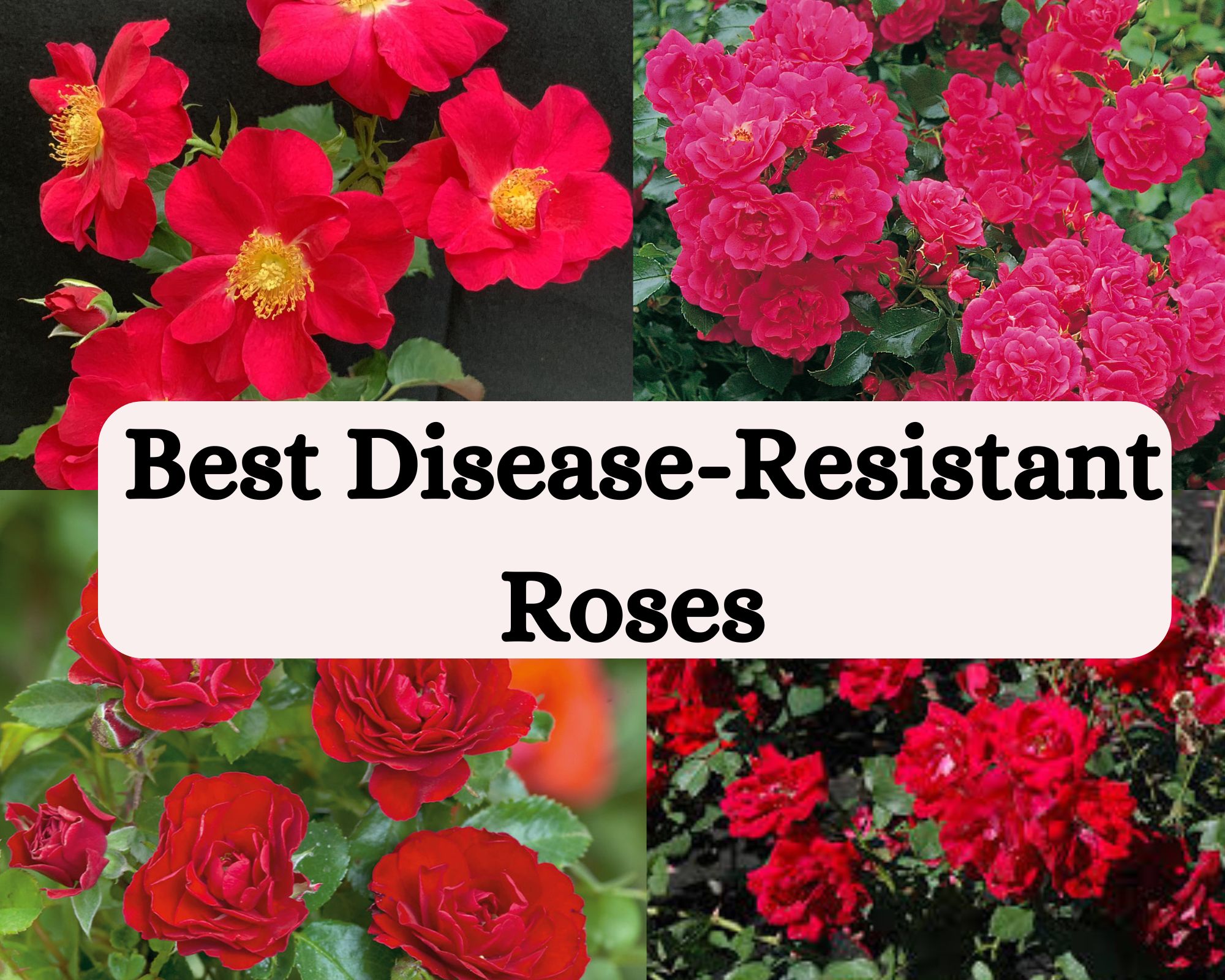 Best Disease-Resistant Roses