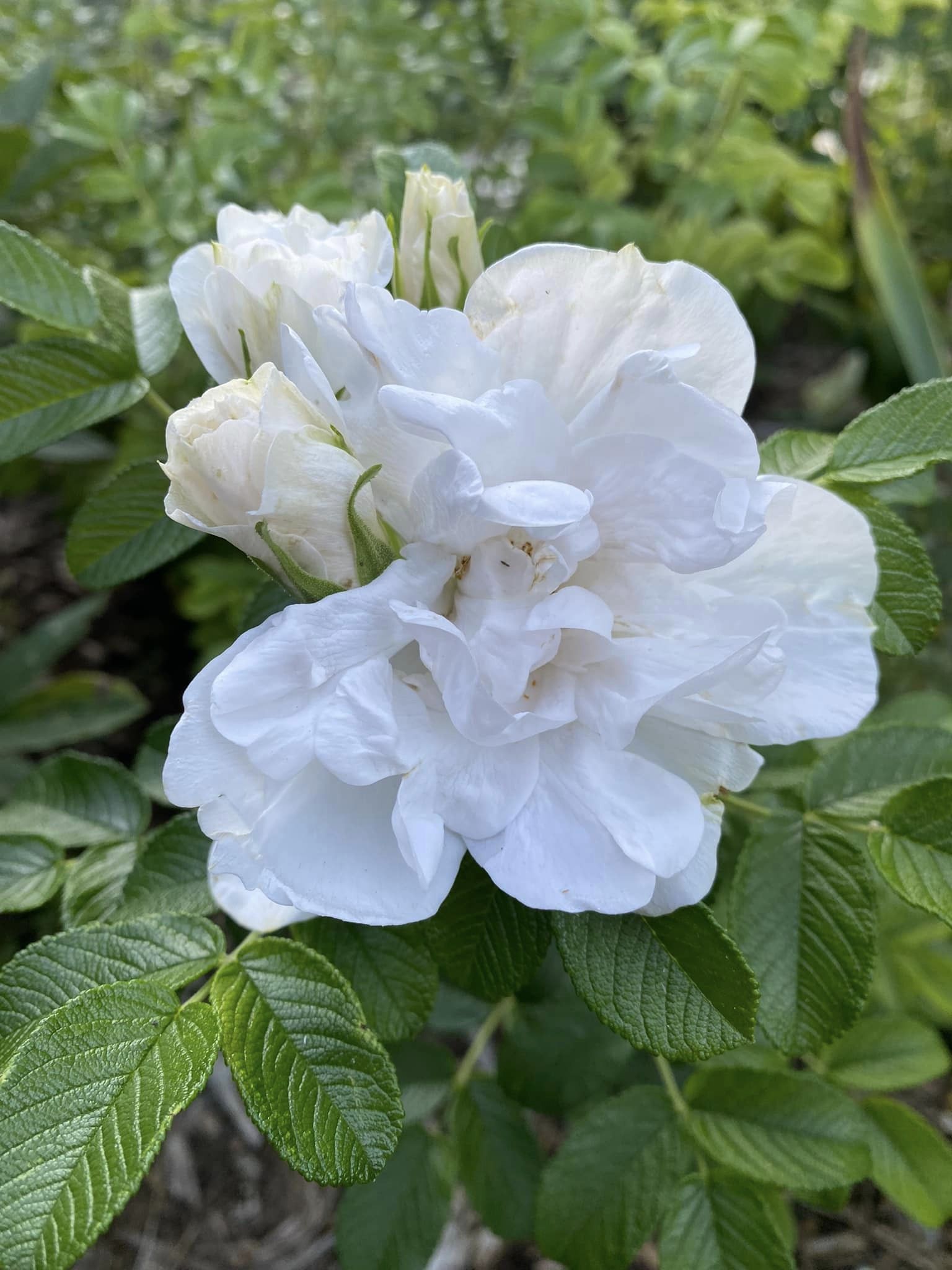 disease resistant fragrant roses