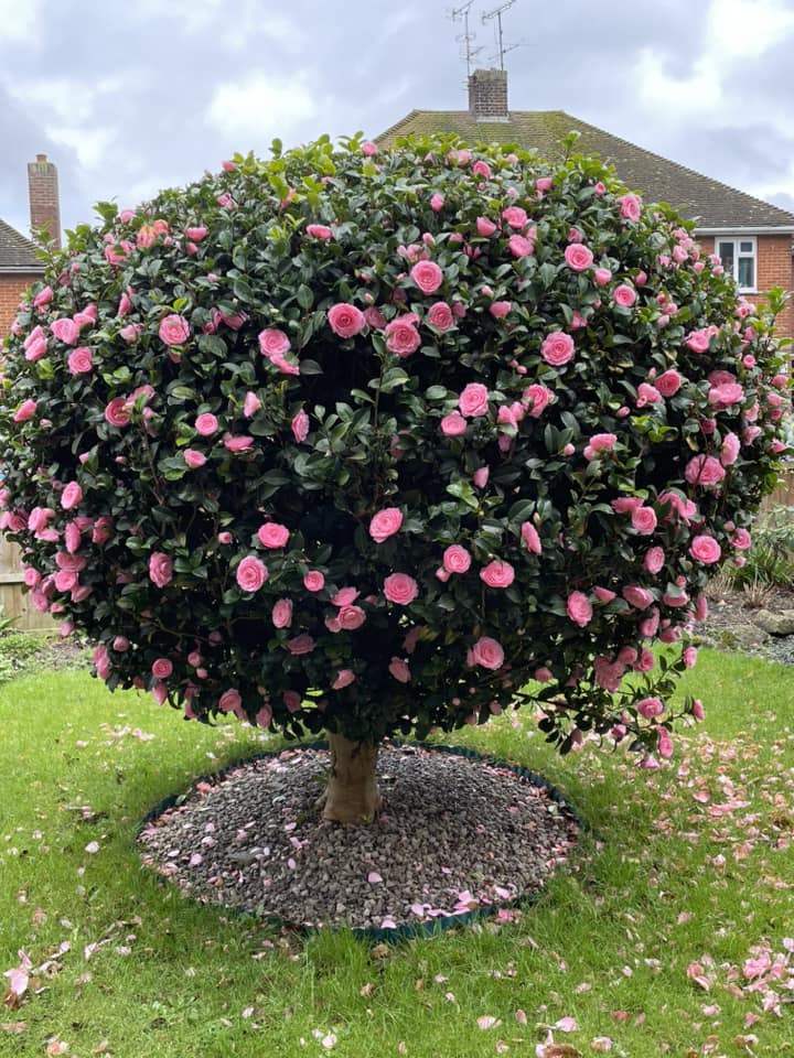 Low maintenance shrubs for front of house