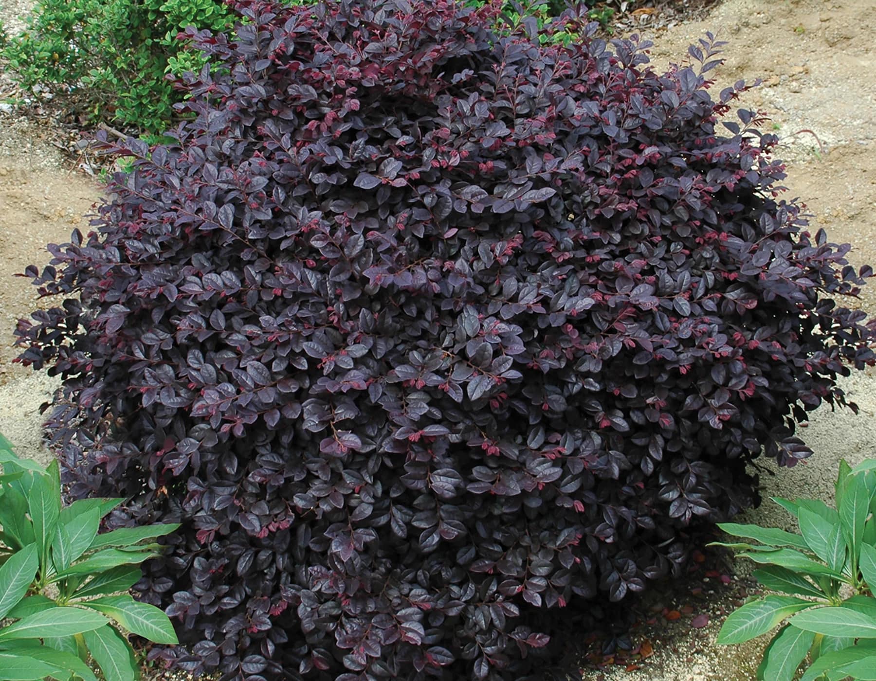 Best evergreen plants for front yard full sun