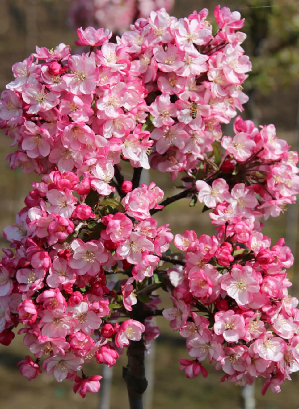 tree with pink flowers for front garden