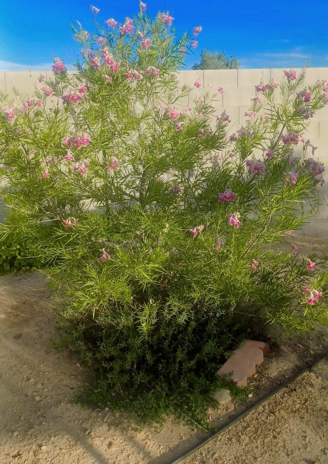 tree with pink flowers and green leaves