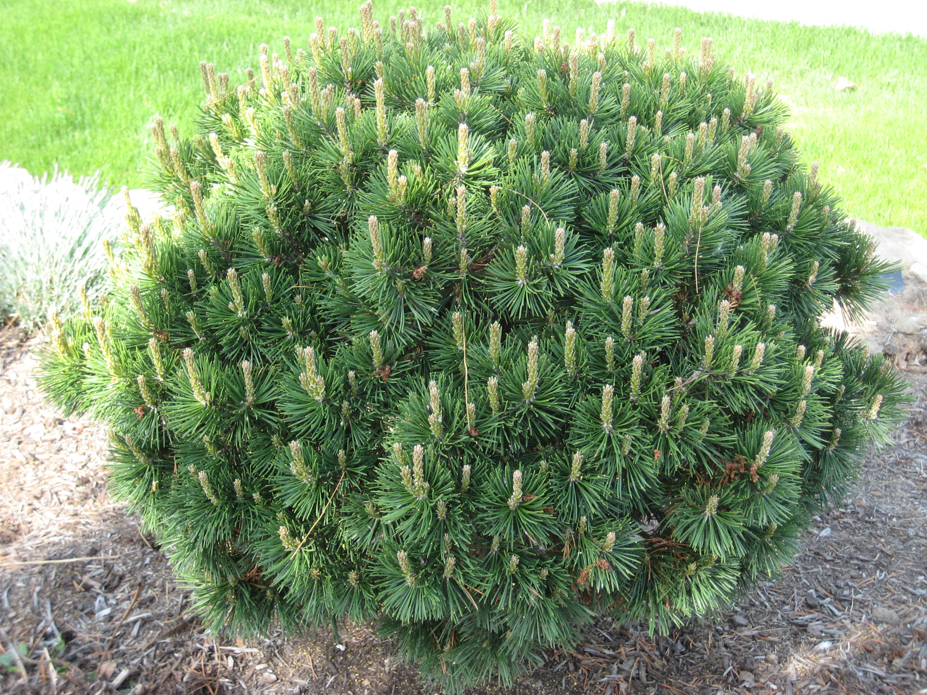 Best Evergreen Plants Front Yard