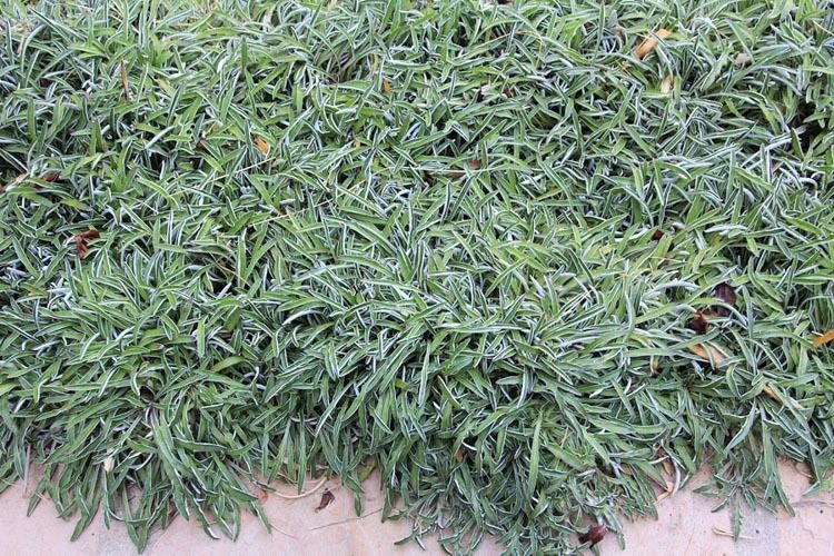 dymondia ground cover