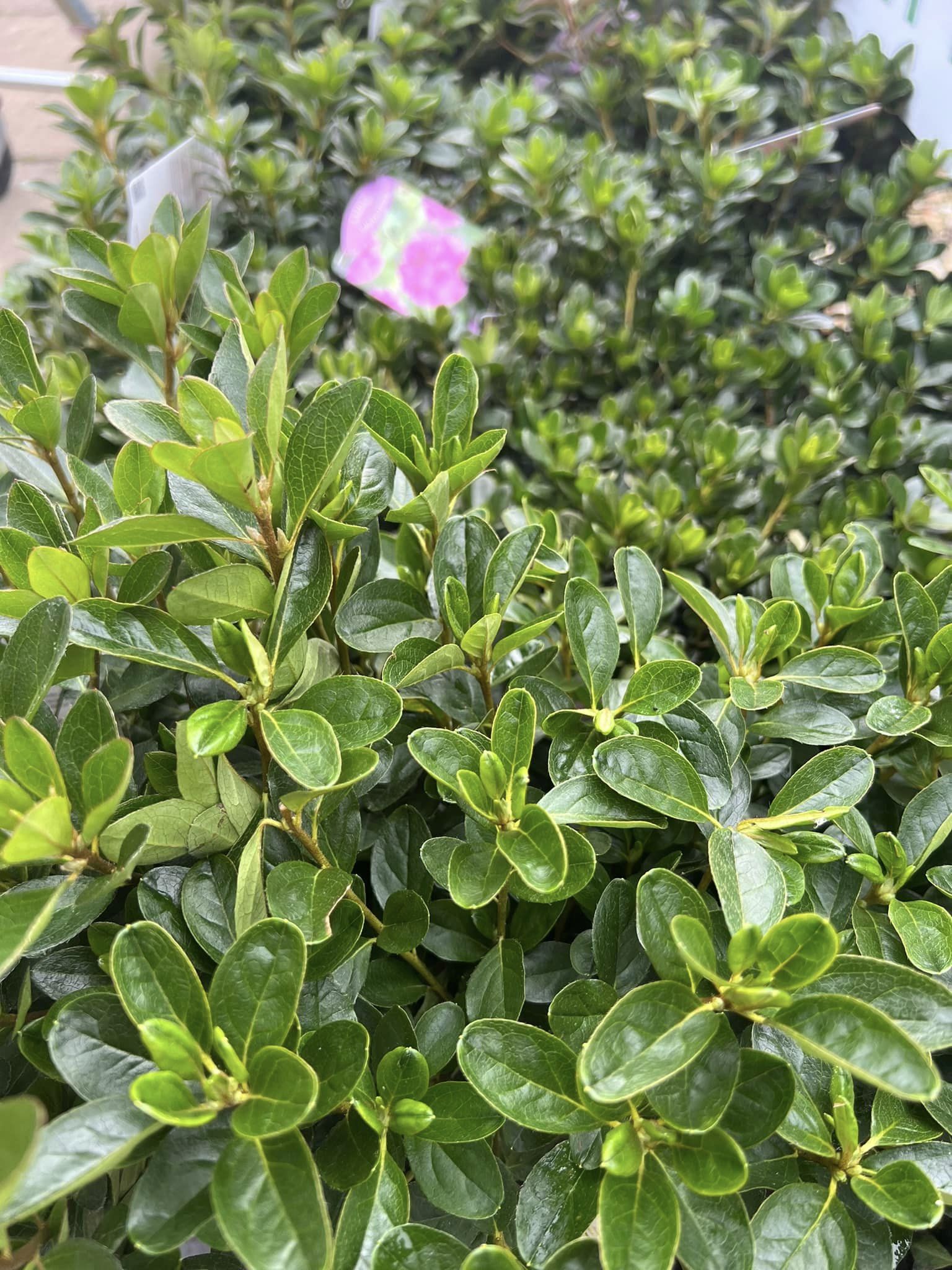 Best evergreen plants front yard full sun