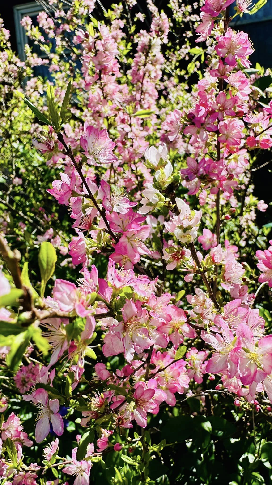 tree with pink flowers in summer