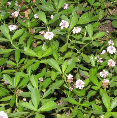 Frog Fruit as A Lawn Alternative