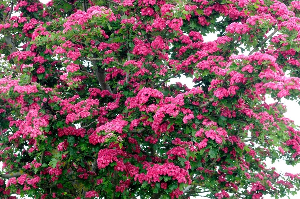 tree with pink flowers and green leaves