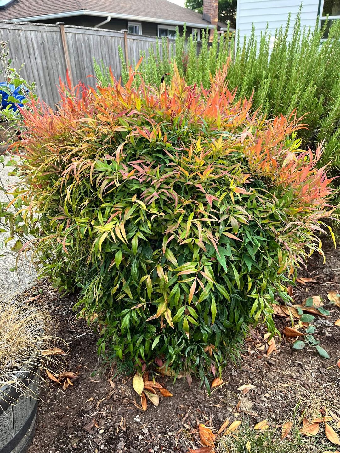 low maintenance evergreen shrubs for front of house