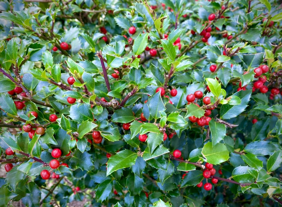 low maintenance evergreen shrubs for front of house